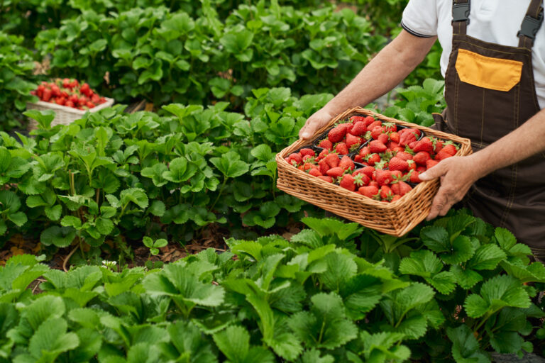 Silvifruver: Líder en Agricultura Responsable en Bucaramanga