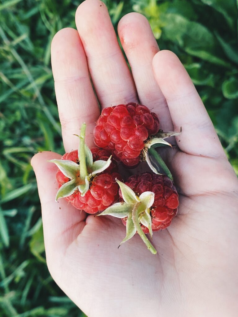 El Viaje de las Frutas: Del Campo a tu Mesa en Bucaramanga