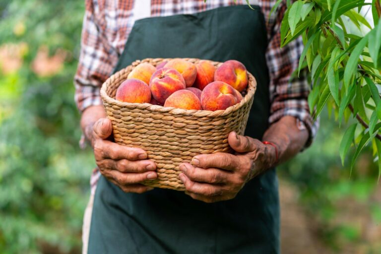 Un Viaje Directo del Campo a tu Mesa con Frutas Sostenibles